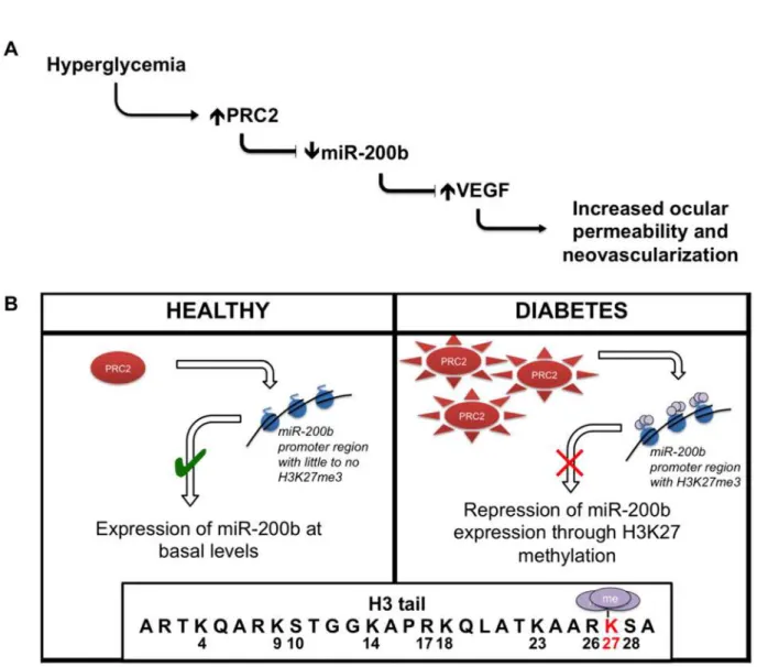 Fig 7. Summary of key findings. (A) Glucose-induced increased PRC2 expression and activity causes alteration of miR-200b levels