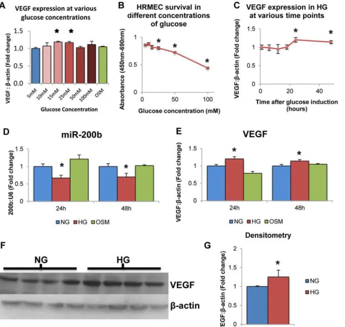 Fig 1. High levels of glucose alter VEGF and miR-200b expression in HRMECs. A: HRMECs exposed to various concentrations of D-glucose for 24 hours exhibited differential mRNA levels of VEGF