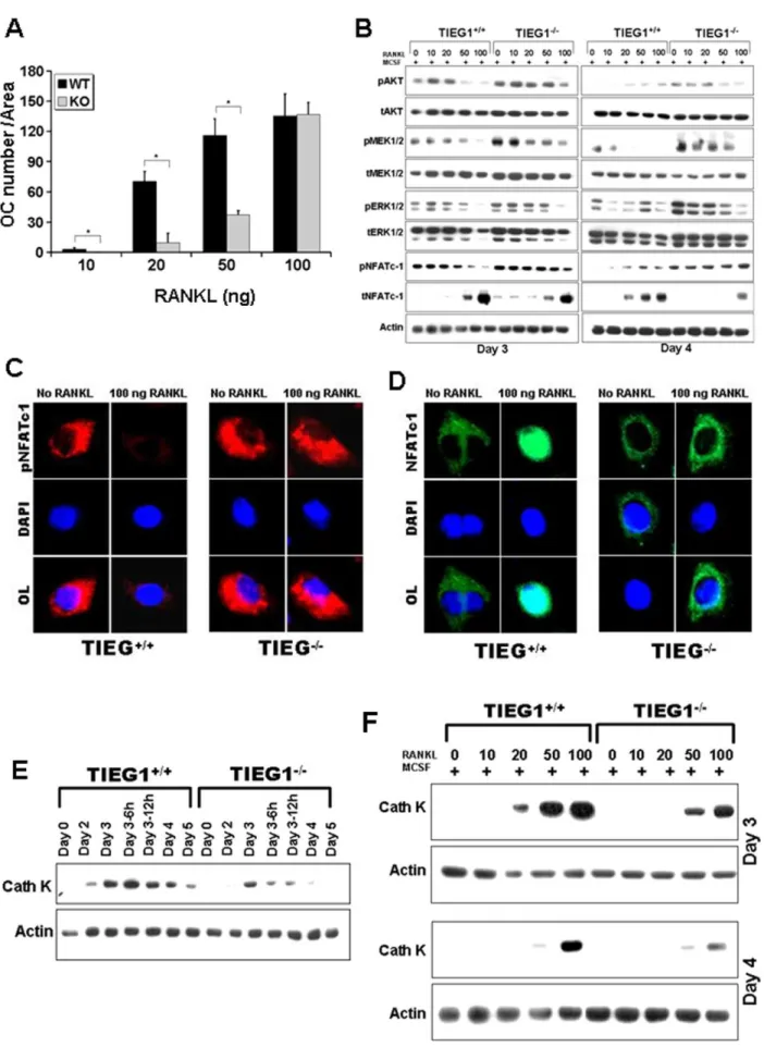 Figure 3. Differentiation defects in TIEG1 2/2 osteoclast lineage cells results from defective RANKL responses