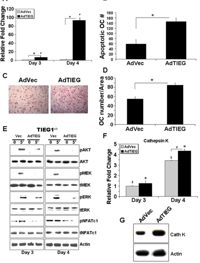 Figure 4. AdTIEG1 expression in TIEG1 2/2 OC precursors restores differentiation and signaling defects