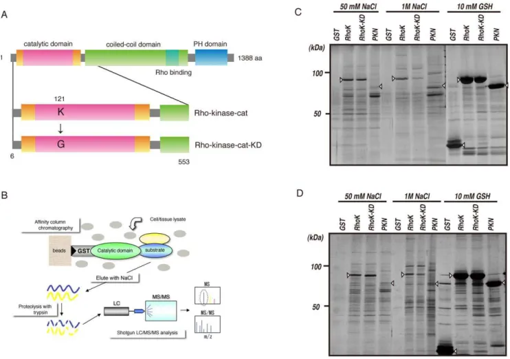 Figure 1. Isolation of interacting proteins for the catalytic domain of Rho-kinase. (A) Domain structure of Rho-kinase and the constructs used for affinity column chromatography