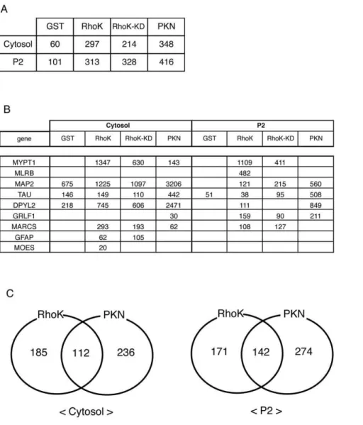 Figure 2. Identification of Rho-kinase-cat-interacting proteins. (A) Total numbers of hit proteins detected in eluates off each affinity column.