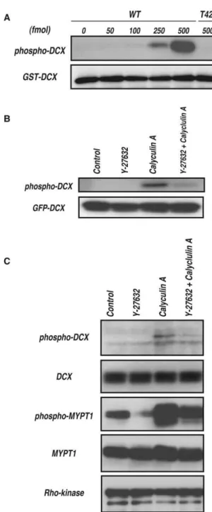 Figure 5. Phosphorylation of DCX in vivo . (A) Specificity of the antibody against DCX phosphorylated at Thr-42 (anti-pT42 Ab)