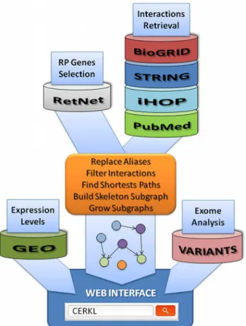 Fig 1. Schema of the protocol used to derive the RP/LCA genes network. Driver (RP/LCA) genes were selected from RetNet, while interactions were gathered from a variety of sources