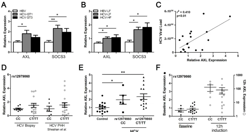 Fig 6. HCV genotype and IFNL3 SNP modulate AXL expression. AXL and SOCS3 expression were examined in liver biopsies from patients with chronic HBV or chronic HCV infection, to look for virus specific differences in gene induction