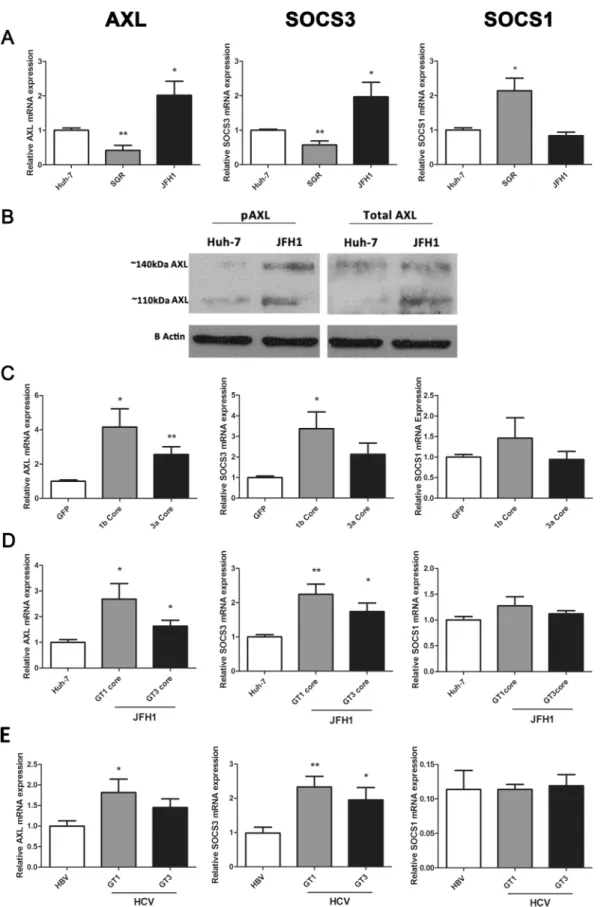 Fig 1. HCV infection mediates AXL expression in vitro and in vivo. AXL and SOCS3 expression are significantly increased in JFH1 infected Huh-7 cells, but decreased in cells containing a genotype 2a HCV subgenomic replicon (SGR), which lacks structural prot
