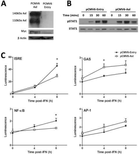 Fig 4. AXL overexpression dampens the response to IFNα. Stable transfection of Huh-7 cells with PCMV6-AXL was confirmed by western blot, using antibodies against AXL or the fusion Myc tag (A)