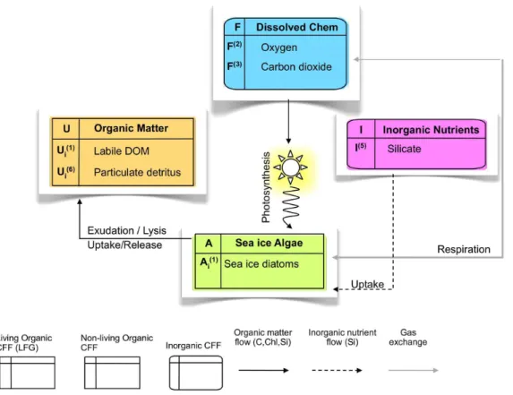 Figure 6. Scheme of the intermediate complexity sea ice biogeochemical model presented in this work
