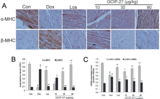 Fig 6. The effects of GCIP-27 on the myocardial expression of myosin heavy chains (MHCs)
