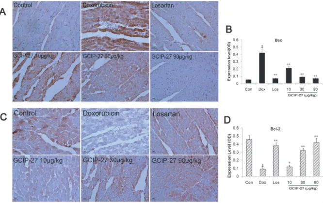 Fig 7. The effects of GCIP-27 on the myocardial expression of Bax and Bcl-2. The expression levels of Bax (A) and Bcl-2 (C) were determined with immunohistochemistry (bar = 10 μm)
