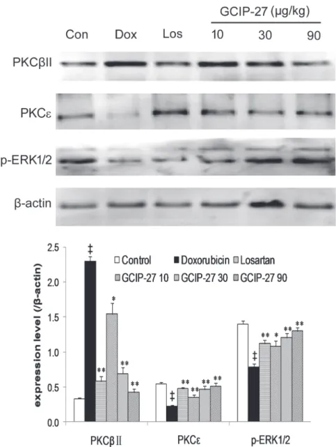 Fig 8. The expression of protein kinase C (PKC) βII, PKCε and p-extracellular signal-regulated kinase (ERK)