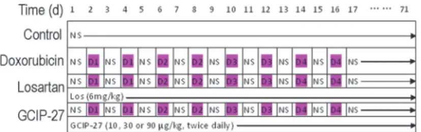 Fig 1. Drug administration schedule. NS, normal saline; Los, losartan (6 mg/kg, po., once daily); D1-D4, doxorubicin 1–4 mg/kg (ip., bid).