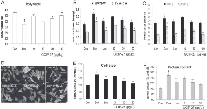 Fig 3. The effects of the GCIP-27 on hypertrophic response in cardiomyocytes in vitro and heart indexes in rats with heart failure induced by doxorubicin