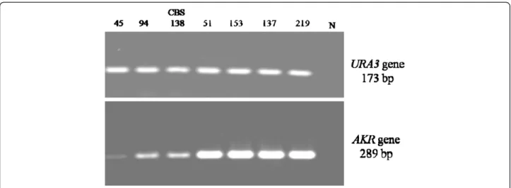 Figure 3 Semi quantitative RT-PCR analysis of AKR gene mRNA expression. The lanes numbered correspond to the clinical isolates presented in Table 1