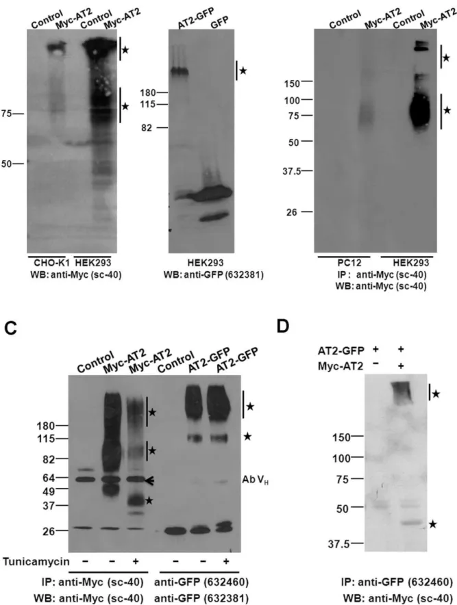 Figure 3. Roles of post-translational processing on cell surface expression of AT2 receptors