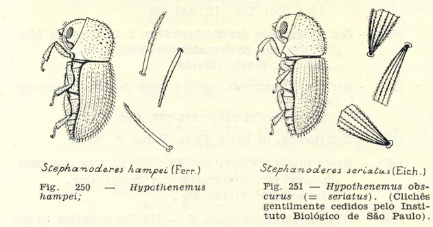 Figura 9 – À esquerda, temos a broca-do-café, e à direita, o caruncho das tulhas,  que já era conhecido dos plantadores de café de São de Paulo