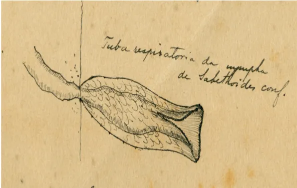 Figura 5 – Desenho feito por Costa Lima de tubo respiratório de larva. Arquivo  COC.  Fundo:  Instituto  Oswaldo  Cruz