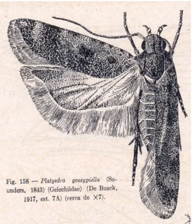 Figura 7 – Imagem da mariposa da Lagarta Rósea, retirada do livro Insetos do Brasil, 5 o tomo, 1945, p