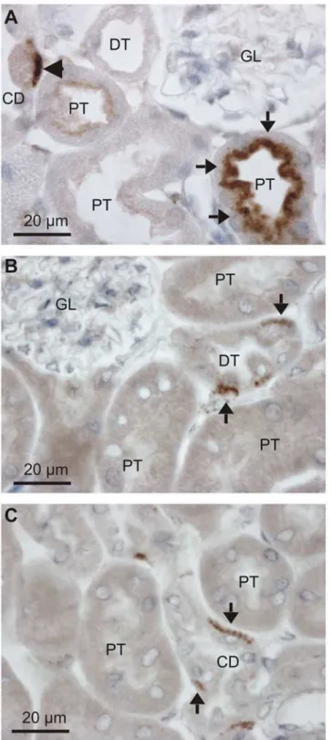 Fig 1. Detection of albumin in the renal cortex. Paraffin wax sections from paraformaldehyde fixed mouse kidneys were immunoperoxidase stained for albumin