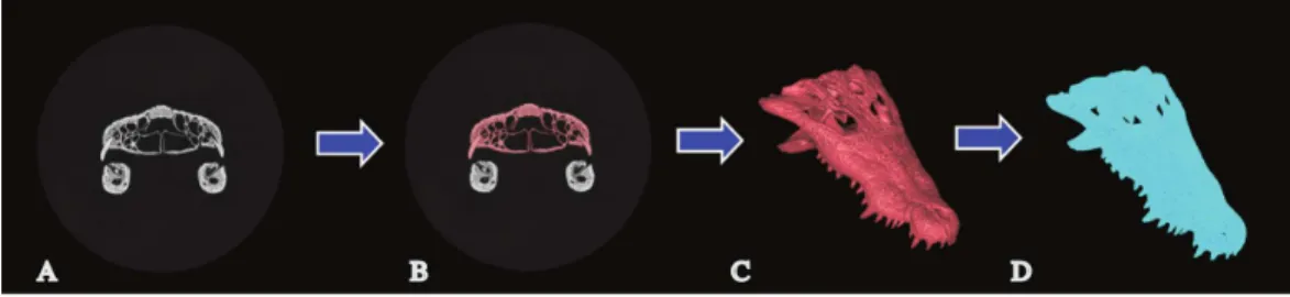 Figure 1 Mesh generation. The process of solid mesh generation from CT data. (A) Single CT slice of a specimen