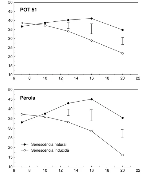 Figura 3 - Leitura SPAD em duas cultivares de Phaseolus vulgaris, durante  senescência foliar natural e induzida por deficiência de P