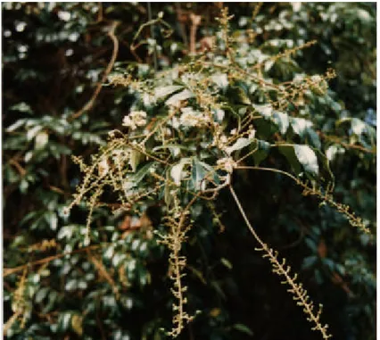 Figura 10 – Paullinia sp. (Sapindaceae). 