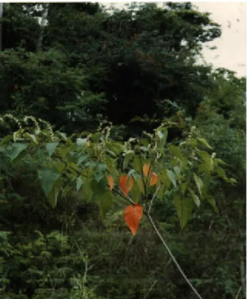 Figura 11 – Croton urucurana (Euphorbiaceae). 