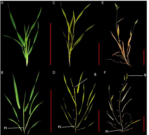 Figure 1. Three developmental stages selected for internode characterization in Brachypodium distachyon 