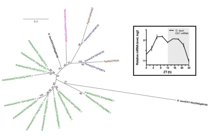 Figure 1.  The single CK1 homolog in O. tauri is diurnally expressed.  A rooted phylogenetic tree has been generated from a sequence alignment of the CK1 isoforms in animal species Drosophila melanogaster, human (or mouse), the fungus Neurospora crassa,  t