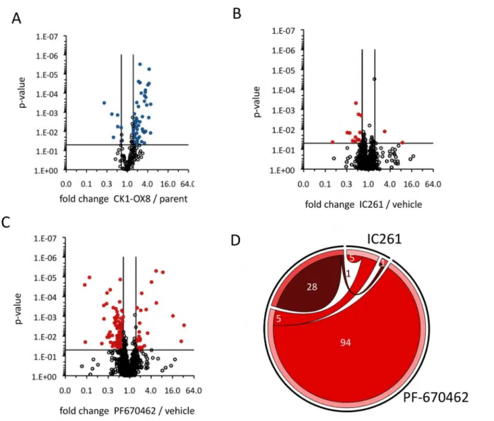 Figure 5.  Changes to the phospho-proteome upon CK1 modulation.  (A) Volcano plot visualising quantified phospho-sites with significant  differences  between  CK1-OX8  and  CCA1-δUC  in  a  pair-wise  comparison,  using  label-free  quantification  by  mas