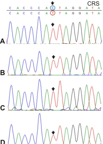 Figure 2. 16270 change found in individual TQ 28F 256 and identified in four separate runs of PCR product obtained from different portions of pulverized different teeth