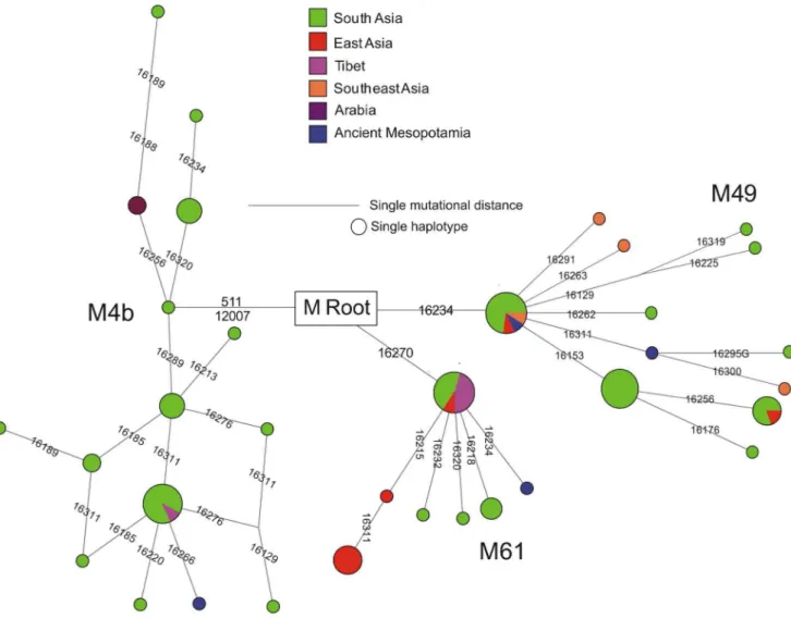 Figure 4. Median joining network [28] of four individuals living in the middle Euphrates valley between 0.2 Kyrs AD and 2.5 Kyrs BC