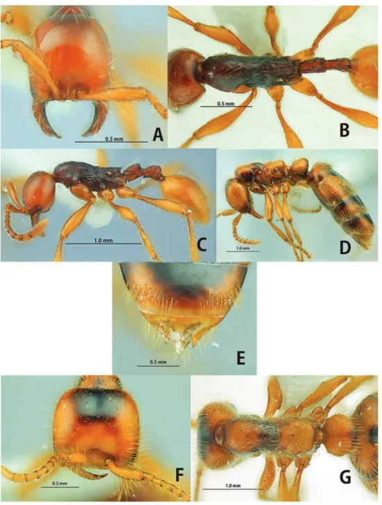 Figure 5. Aenictus cylindripetiolus (A, B, C holotype D, e, F, G paratype queen). A, F Head in full-face  view B, G body in dorsal view C, D body in profile e tip of gaster (6 th  gastral tergite and pygidium).