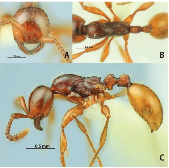 Figure 7. Aenictus formosensis (not-type from Taiwan). A Head in full-face view B body in dorsal view  C body in profile.