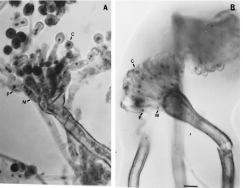 Fig. 1. Nuclear staining of conidia (C), metulae (M) and phialides (P) of A. nidulans V10M (A) and wild-type (B) strains with Giemsa- Giemsa-HCl