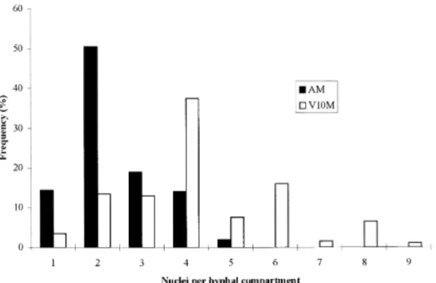Fig. 4. Frequencies of hyphal compartments containing di¡erent numbers of nuclei in wild-type and V10M strains