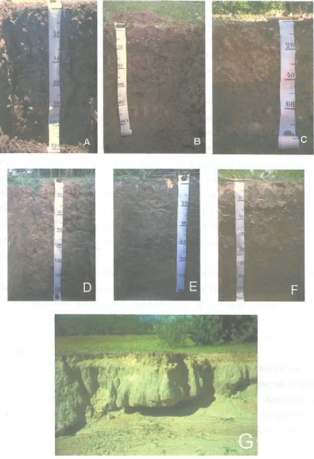 Figura 3 - Perfis da área estudada (A e B-Vertissolos; C-Bruno Não-Cálcico; 