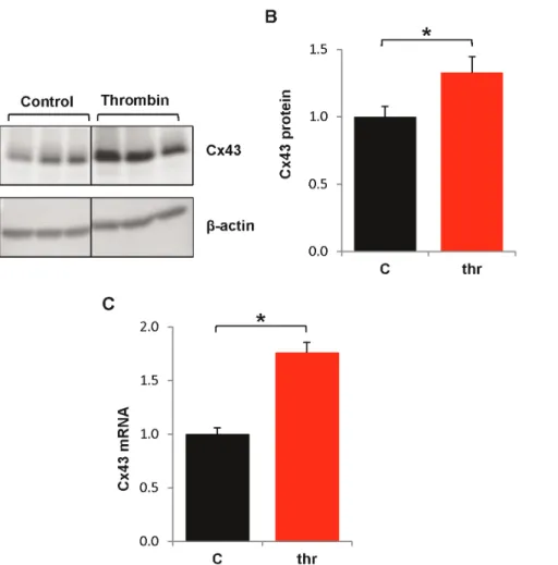 Figure 1. Chronic thrombin treatment increases Cx43 protein expression. HPAECs were left untreated or treated hourly with thrombin (0.5 U/mL) over 6 hr