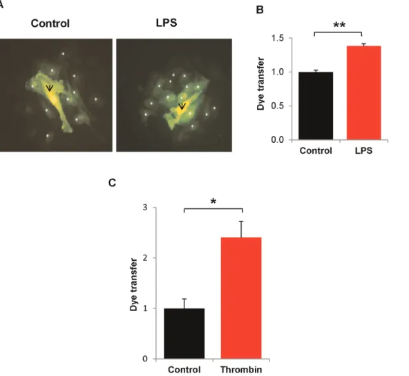 Figure 4. LPS and chronic thrombin treatments increase intercellular communication. HPAECs were grown to confluence on glass cover slips and treated with LPS (200 ng/mL for 24 hr) or chronic thrombin (0.25 U/mL; once every hr for 6 hr.) Single cells were i