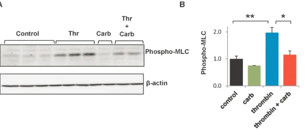 Figure 8. Transfection with siRNA effectively reduces expression and function of Cx43 in HPAECs