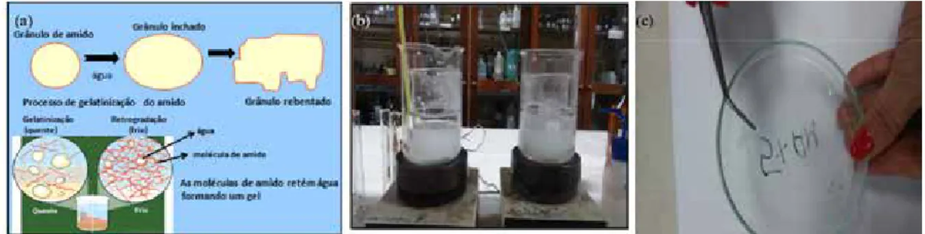 Figura 1: (a) Gelatinização do amido (Adaptado de Coelho; Oliveira, 2014); (b) aparelhagem para produção dos biofilme; (c) remoção  do biofilme da placa de Petri.