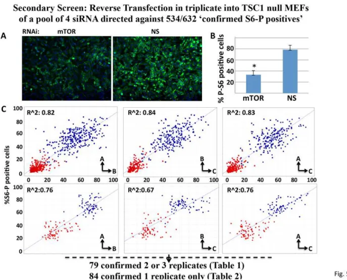 Fig 5. Performance Properties of the siRNA Screen using TSC1 null MEFs. A. Representative Immunofluorescence images of rpS6Ser (235/236) phosphorylation in TSC1 null MEFs transfected with nonspecific (NS) or mTOR-directed siRNAs