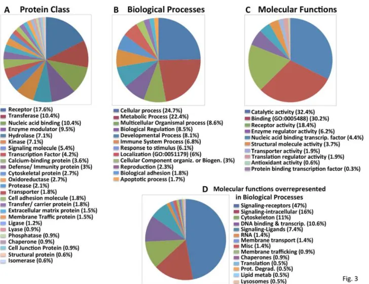 Fig 3. Classification of the “Confirmed S6-P positives” into functional groups. Categorization of “Confirmed S6-P positives” using the PANTHER classification system into A