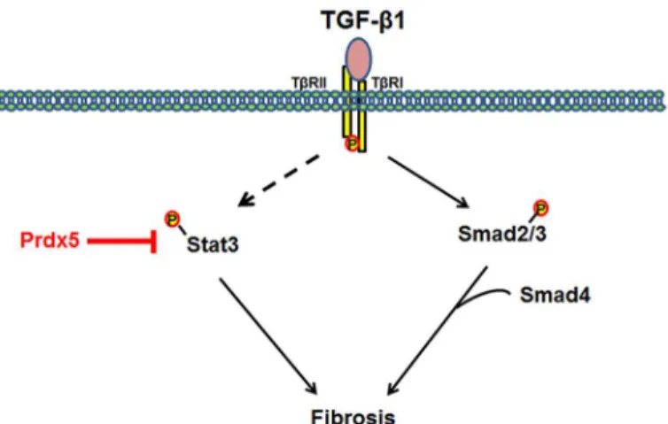 Fig 7. Model mechanism for anti-fibrotic effects of Prdx5. TGF-β mediates the progression of renal fibrosis through several signaling pathways