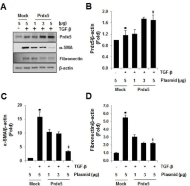 Fig 4. Anti-fibrotic effect of Prdx5 in TGF-β induced renal fibrosis. NRK49F cells were transiently transfected with various amounts of Wild-type Prdx5