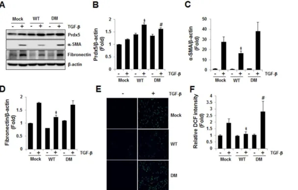 Fig 5. Prdx5 regulatory efficacy is peroxidase activity-dependent. The anti-fibrotic activities of wild-type (WT) and double mutant Prdx5 (DM; Cys48Ser and Cys152Ser) were evaluated after transient transfection of NRK49F cells, which were starved for one d