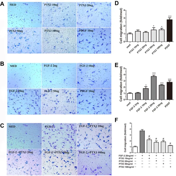 Figure 5. PTX3 abrogates FGF-2 induced HASMC migration. Boyden upper chamber-seeded HASMC were exposed to graded concentrations of (A) PTX3, (B) FGF-2, and (C) PTX3 plus FGF-2 (20 ng/ml) in lower compartment for 4 h
