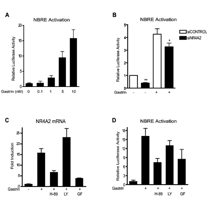 Figure  2.    NR4A2  activates  NBRE  promoter  elements.    A:  Gastrin-induced  NBRE-luc  activation