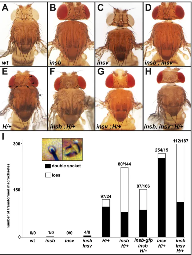 Figure 5. insb genetically interacts with H. (A–H) Micrographs showing the bristle pattern on the dorsal thorax of control (A), insb m / ,Df(2R)BSC406 (B), insv 23B (C), insb m insv 23B (D), H E31 / + (E) (affected macrochaetes are indicated with an arrow)