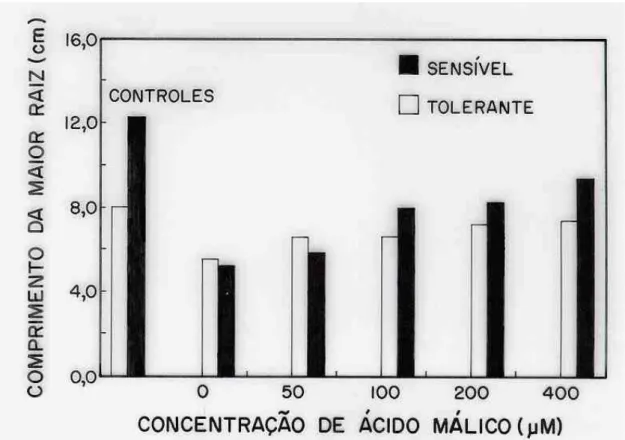 Figura 8 – Efeito de concentrações de ácido málico (AM), na presença de Al (50  µM), sobre o comprimento da maior raiz de dois cultivares de sorgo  com tolerância diferencial ao Al (controles = -Al e -AM)